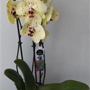 Orchid in Glass planter